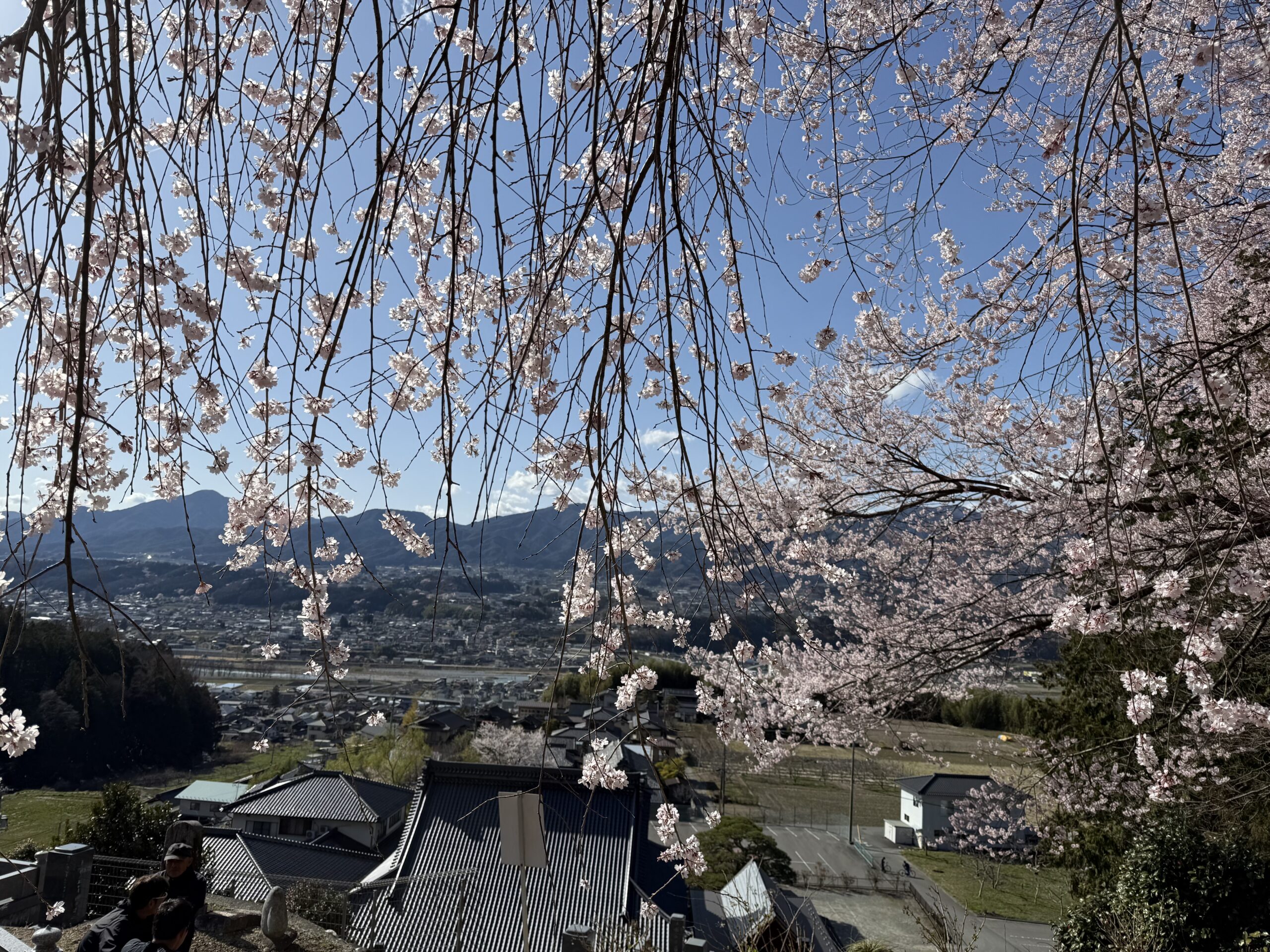 桜が満開になりました！ | 長野県の樹木葬｜洞岩寺(とうがんじ)公式